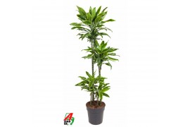 Dracaena fragr. golden coast Dracaena Gold Coast 90-60-30-15pp