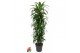 Dracaena fragr. hawaiian sunshine Dracaena Hawaiiana vertakt P34pp 