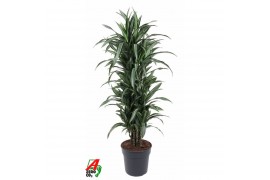 Dracaena fragr. der. ulises Dracaena Ulises vertakt P31pp