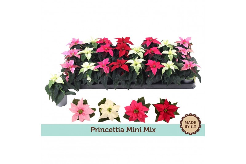 Euphorbia pul. princettia mix Euph. Princettia mini Mixbl. 