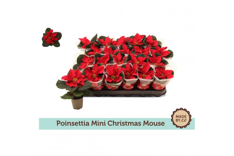 Euphorbia pul. christmas mouse Euph. Poinsettia Mini Christmas Mouse i 