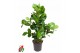 Clusia rosea Clusia Rosea 3PP P243 pp 