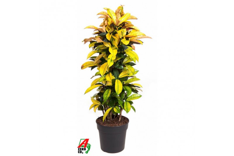 Codiaeum variegatum mrs iceton Codiaeum Mrs Iceton vertakt P31pp 