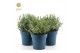 Lavandula angustifolia felice Lavandula ang. Felice® Collection P15 