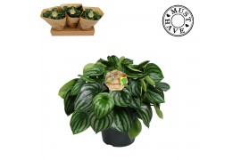 Peperomia argyreia Peperomia Argyreia watermelon must have2 pp