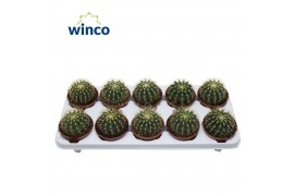 Ferocactus glaucescens Ferocactus Schwarzii1 pp