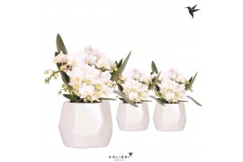 Phalaenopsis Anthura  Nazare Kolibri Orchids Phalaenopsis Nazare 4 spi