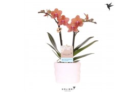 Phalaenopsis multiflora anthura bolzano Kolibri Orchids Phalaenopsis o