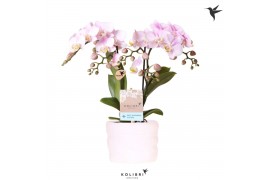 Phalaenopsis multiflora floriclone angel eyes Kolibri Orchids Phalaeno