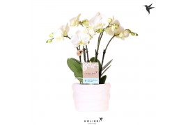 Phalaenopsis wit Kolibri Orchids Phalaenopsis ghent 4 spike in Como po