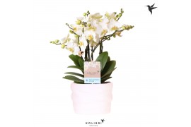 Phalaenopsis multiflora anthura lausanne Kolibri Orchids Phalaenopsis 