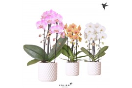 Phalaenopsis elegant cascade Kolibri Orchids Cascade Niagara fall 2spi