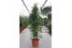 Ficus benjamina exotica Ficus Exotica6 pp 