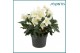 Helleborus niger christmas carol Helleborus Christmas Carol 17 cm XXL  