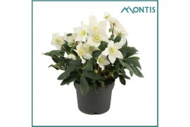 Helleborus niger christmas carol Helleborus Christmas Carol 17 cm XXL 