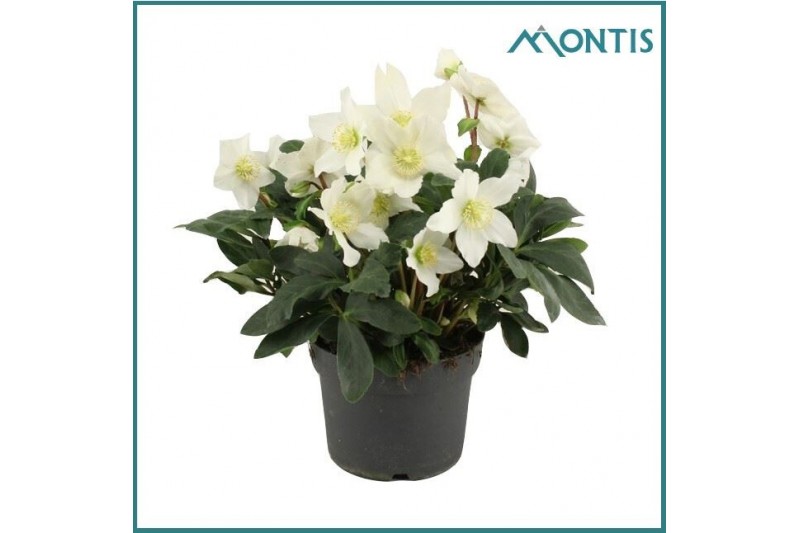 Helleborus niger christmas carol Helleborus Christmas Carol 17 cm XXL  