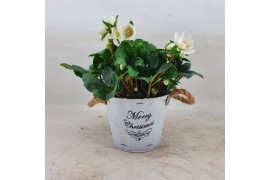 Helleborus niger christmas carol Helleborus Christmas Carol 17 cm Merr