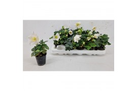 Helleborus niger christmas carol Helleborus Christmas Carol 6 cm L 8 b