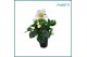 Helleborus niger christmas carol Helleborus Christmas Carol 6 cm L 8 b 