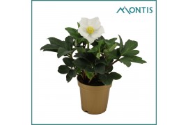 Helleborus niger christmas carol Helleborus Christmas Carol 9 cm Golde