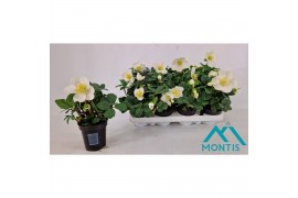 Helleborus niger christmas carol Helleborus Christmas Carol 9 cm Large