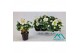 Helleborus niger christmas carol Helleborus Christmas Carol 9 cm XL 8  