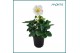 Helleborus niger christmas carol Helleborus Christmas Carol 9 cm XL 8  
