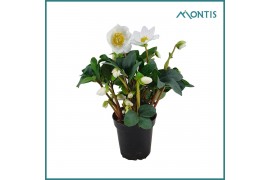 Helleborus niger christmas carol Helleborus Christmas Carol 9 cm XXL 1