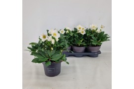 Helleborus niger Viv Viktor Helleborus "Niger" Viktor 19 cm 30 bl. 1 p