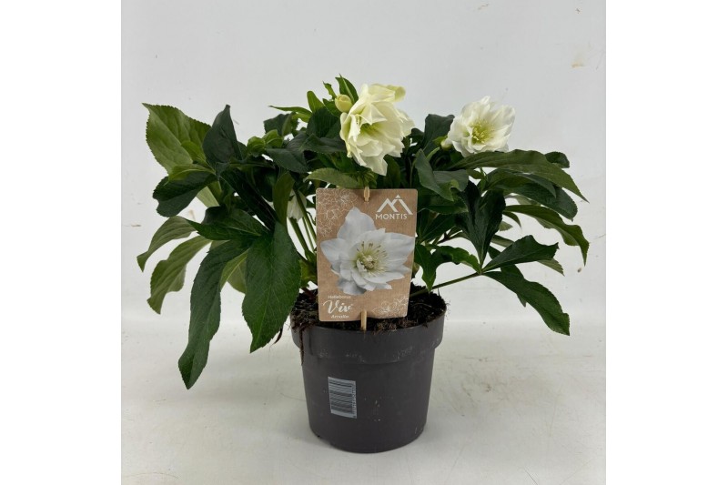 Helleborus orientalis Helleborus Orientalis VIV Double Flowered "Amali 