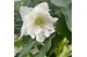 Helleborus orientalis Helleborus Orientalis VIV Double Flowered "Amali 