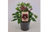 Helleborus orientalis Helleborus Orientalis VIV Single Flowered 19 cm 