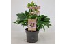 Helleborus orientalis Helleborus Orientalis VIV Single Flowered Bicolo