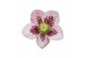 Helleborus orientalis Helleborus Orientalis VIV Single Flowered Bicolo 