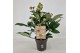 Helleborus x ericsmithii viv valeria Helleborus Orientalis VIV Single  