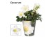 Helleborus niger christmas carol Helleborus n. Christmas Carol 12cm De 