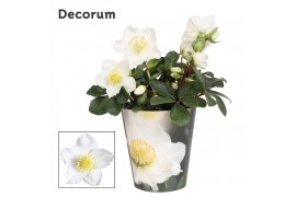 Helleborus niger christmas carol Helleborus n. Christmas Carol 12cm De