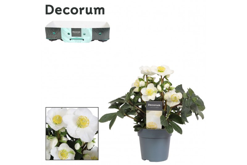 Helleborus niger christmas carol Helleborus n. Christmas Carol 12cm De 