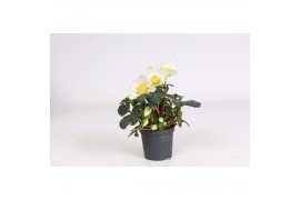 Helleborus niger christmas carol Helleborus n. Christmas Carol 7cm (L)