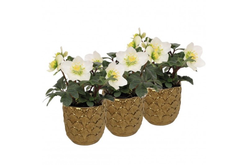 Helleborus niger christmas carol Helleborus n. Christmas Carol 7cm in  