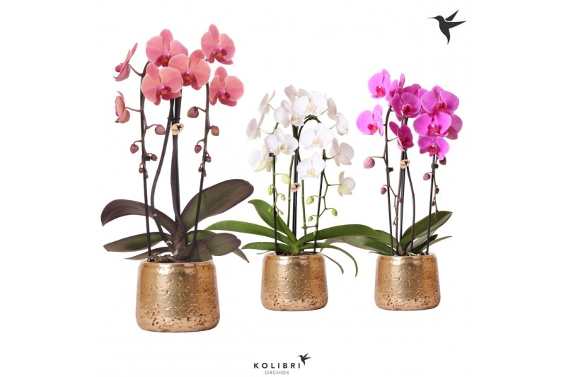 Phalaenopsis elegant cascade Kolibri Orchids Niagara fall 2spike Luxur 
