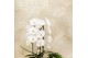 Phalaenopsis elegant cascade Kolibri Orchids Niagara fall 2spike Luxur 