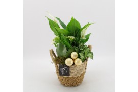 Arrangementen kamerplanten BAXM-2518W Xmas Fundamentals 3 pp