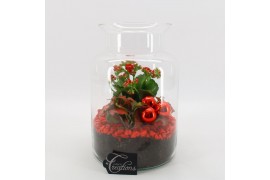 Arrangementen kamerplanten BAXM-2507R Xmas Fundamentals terrarium 2 pp