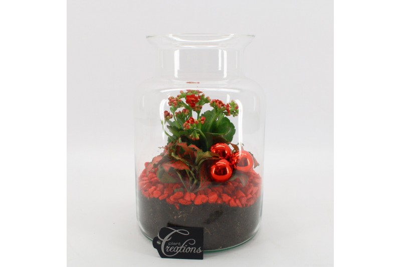 Arrangementen kamerplanten BAXM-2507R Xmas Fundamentals terrarium 2 pp 