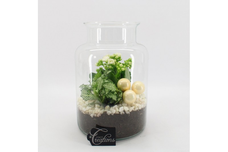 Arrangementen kamerplanten BAXM-2507W Xmas Fundamentals terrarium 2 pp 