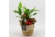 Arrangementen kamerplanten BAXM-2518R Xmas Fundamentals 3 pp 