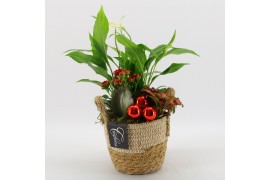 Arrangementen kamerplanten BAXM-2518R Xmas Fundamentals 3 pp