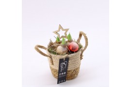 Arrangementen hyacinthus XHF-2515 Xmas Hyacint Fundamentals 1 pp