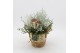 Arrangementen tuinplanten ODXM-2550 Xmas Outdoor 1 pp 